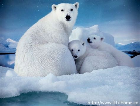 北极熊:冰上侦探_纪录片_bilibili_哔哩哔哩