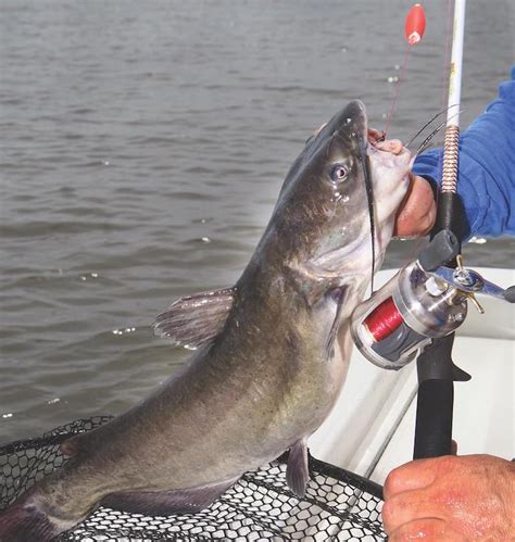 Catfish Using Garmin 4 Fishfinder 的图像结果