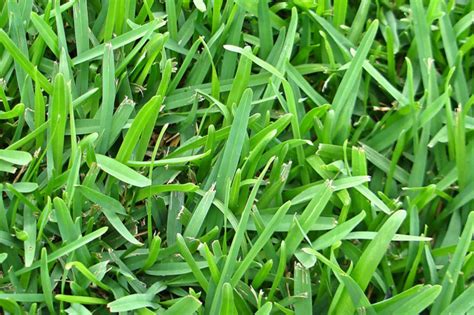 St Augustine Vs Fescue: Comparing Two Popular Lawn Grasses
