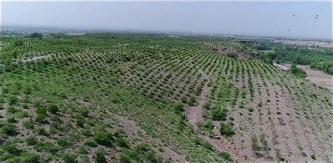 Workers Laid Off Because Of Coronavirus, Being Employed To Plant 10 ...