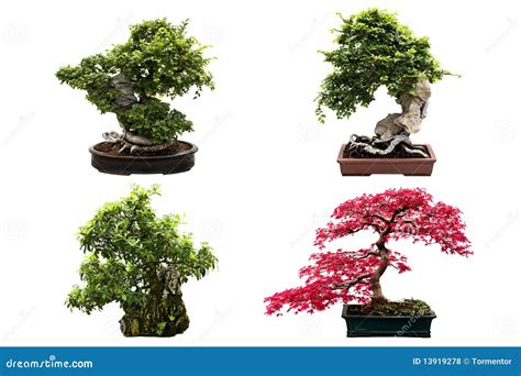 Explore the Beauty of Bonsai Trees at Amazing Bonsai Trees Blog: Bonsai ...
