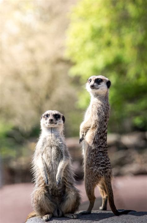 Download Funny Meerkat Animals Wallpaper | Wallpapers.com