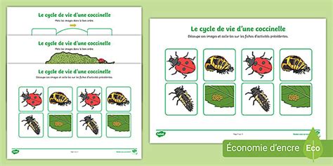 Fiches d'activités : Cycle de vie d'une coccinelle - Twinkl