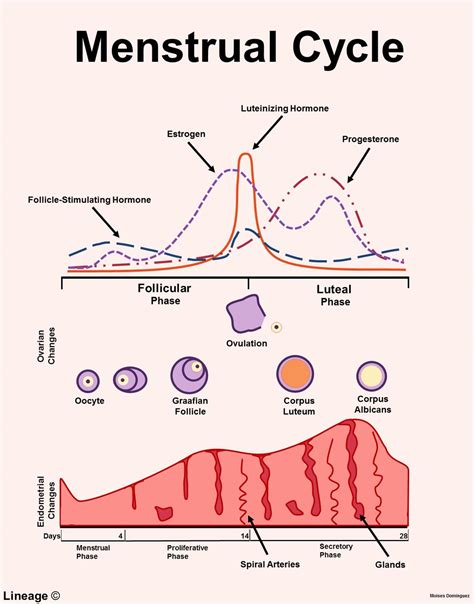 Fertility Cycle Graph 的图像结果
