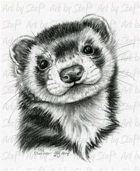 Ferret Drawing at PaintingValley.com | Explore collection of Ferret Drawing