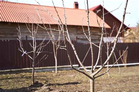 Pruning Apple Trees: The Home Grower's Complete Guide - Minneopa Orchards