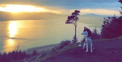 My friends dog a few years back at Kodak Corner, Northern Ireland : r/pics