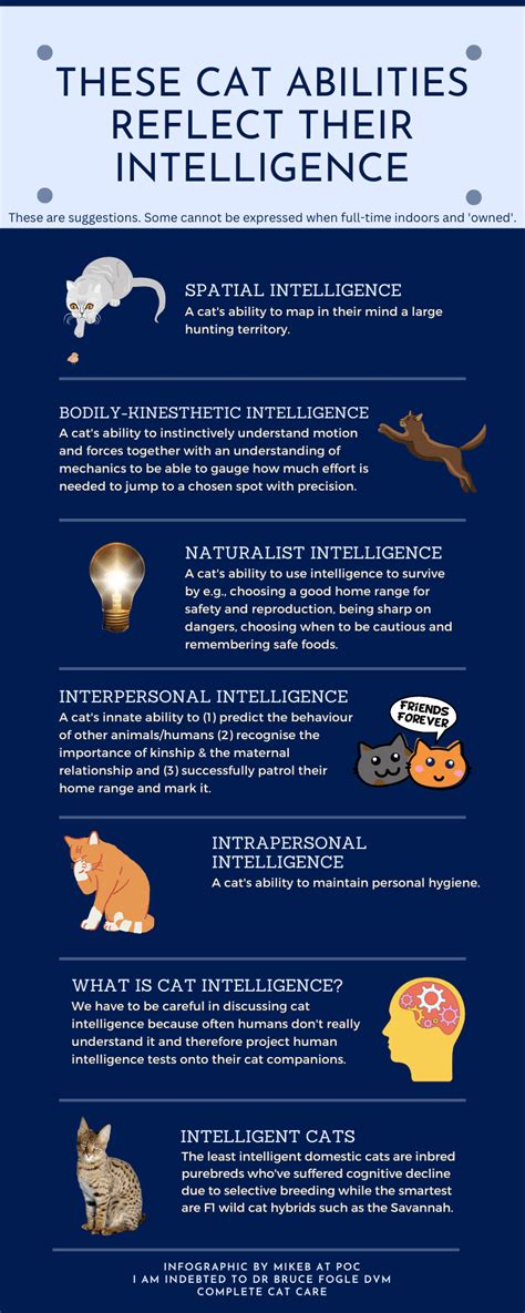 Image result for Cat Intelligence Test