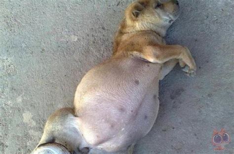 流浪狗肚子超级大，以为是怀孕了，肚子里的东西却让它差点没命！