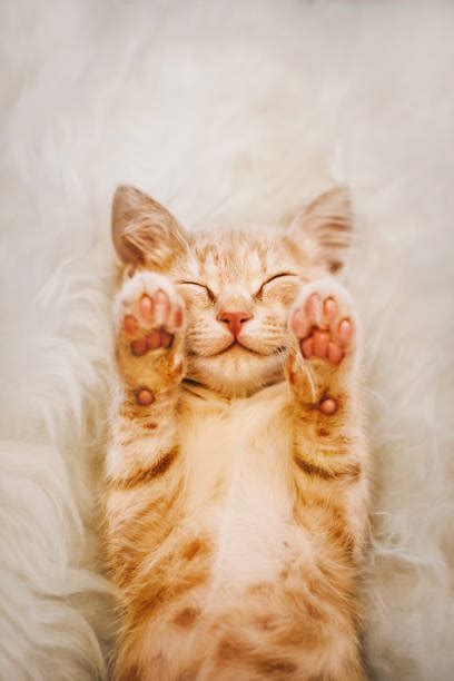 Image result for Cat Delete O2 Sensor