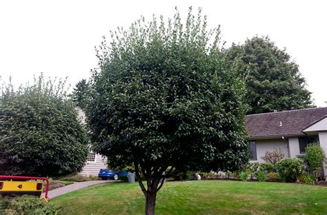 Tree Pruning Portland 的图像结果