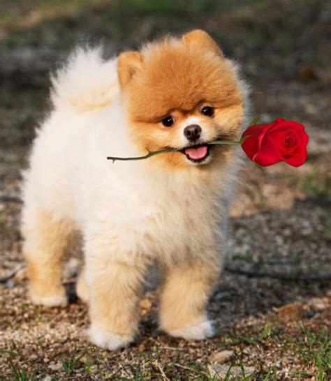 Rose's Dog In Spanish at Brianna Kepert blog