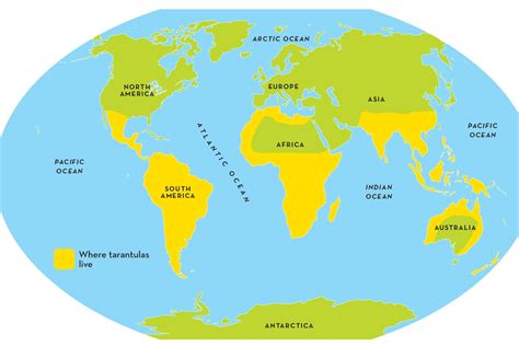 Where Do Tarantulas Live Live Tarantulas Museum (Helen) Qué Saber
