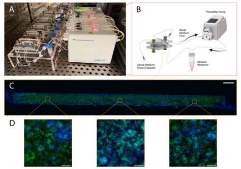 PDMS Organ-On-Chip Design and Fabrication: Strategies for Improving ...