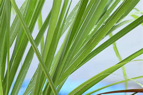 6 Indoor Plants With Serious Healing Properties | Goodhomes.co.in