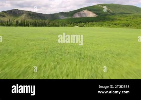 Field 的图像结果