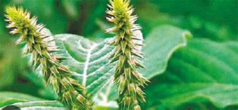 ମୂତ୍ର ଜନିତ ସମସ୍ୟାଠୁ ସାପ କାମୁଡା ଯାଏ; ଏହି ଲାଭକାରୀ ଗଛ ବାବଦରେ ଅଧେ ...