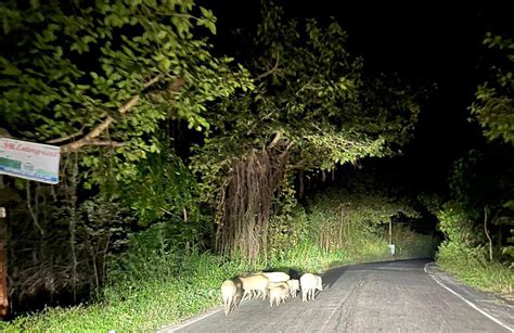 Palghar: Wild boars destroy farming activity, farmers demand ...