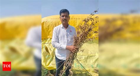 Many preserve stocks for next season to ensure better quality | Pune ...