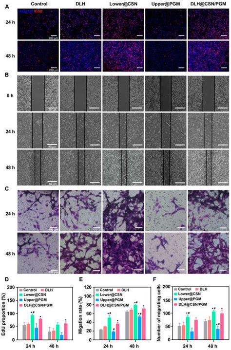 Biodegradable Double-Layer Hydrogels with Sequential Drug Release for ...