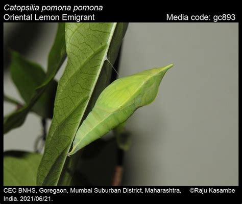 Catopsilia pomona | Butterfly