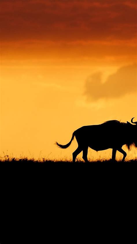 Bing Wallpaper Animals 的图像结果