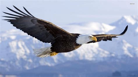 [100+] Bald Eagle Wallpapers | Wallpapers.com