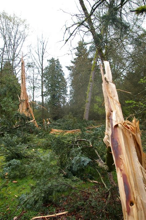 Exploding Trees Video 的图像结果