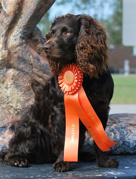 Boykin Spaniel Puppies For Sale