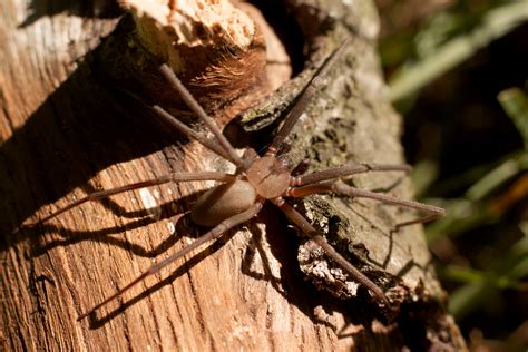 Brown Recluse Spider Web