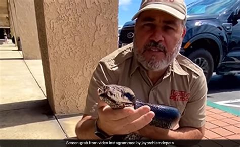 Image result for Python's Zoos Kaa Giant