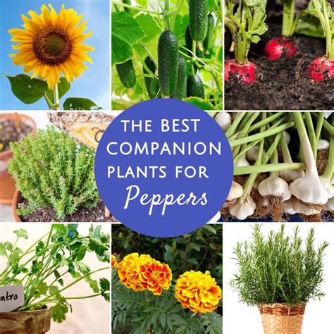 25 Best Companion Plants For Peppers + What To Avoid [Printable Chart ...