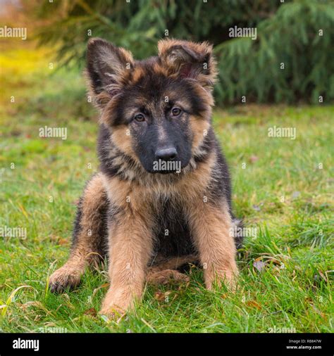 German shepherd puppies hi-res stock photography and images - Alamy