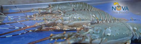 Nova Sea Foods