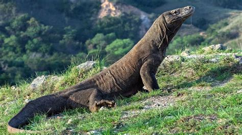 5 wild facts about Komodo Dragons that prove they're nature’s ultimate ...