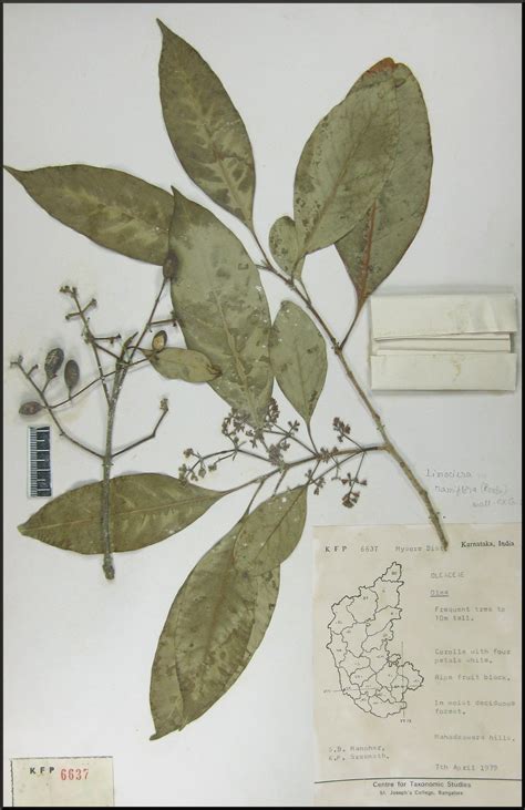 Herbarium JCB