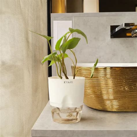 Betel Leaf Plant With Self-Watering Pot - Magai Plant | Kyari – Kyari.co