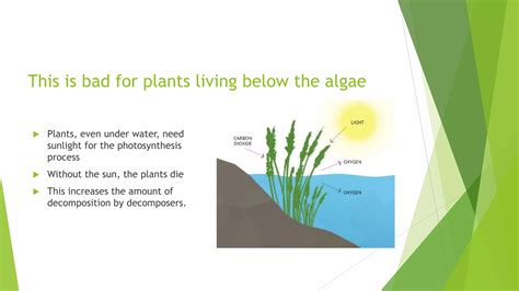 Eutrophication | PPTX