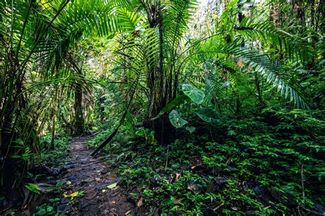 Tree species diversity makes forests more productive - Earth.com