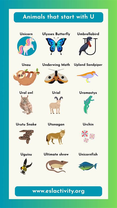 Animals that Start with U | Pictures and Fun Facts About Animal