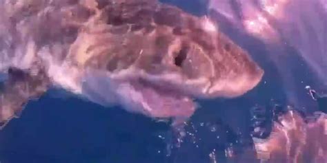 CAPTADO EN VIDEO: Enorme tiburón blanco le da una ‘mordidita’ al bote ...