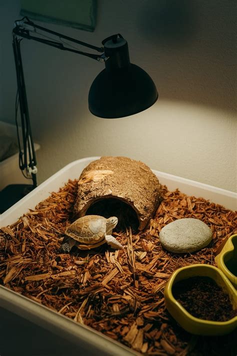 Image result for Box Turtle Homes