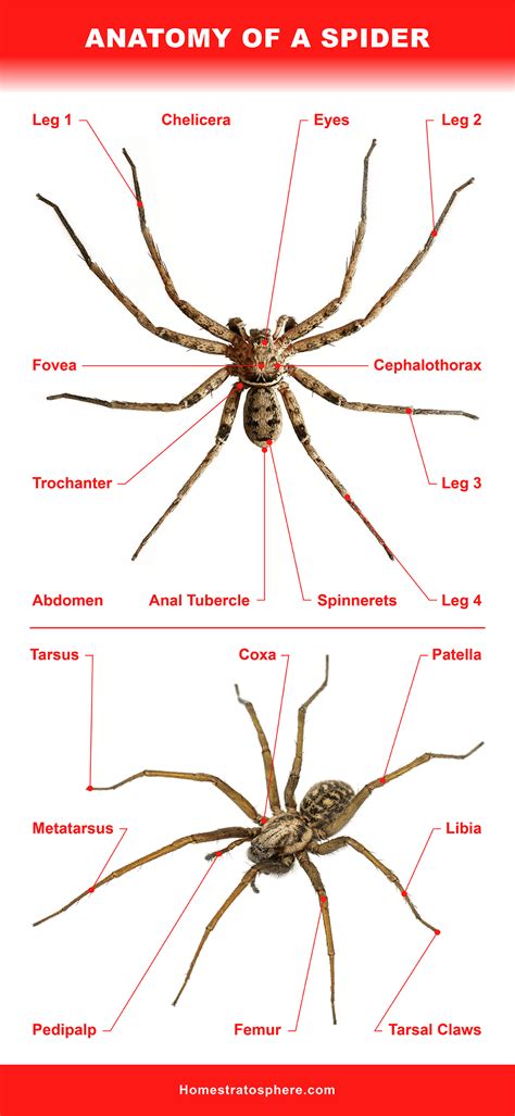 Labeled Diagram Spider at Taylah Cayley blog