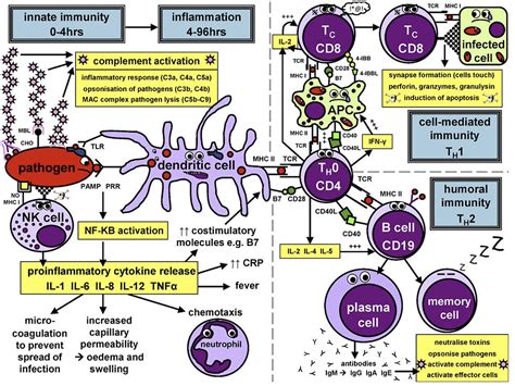 Image result for How the Immunity Systems Work