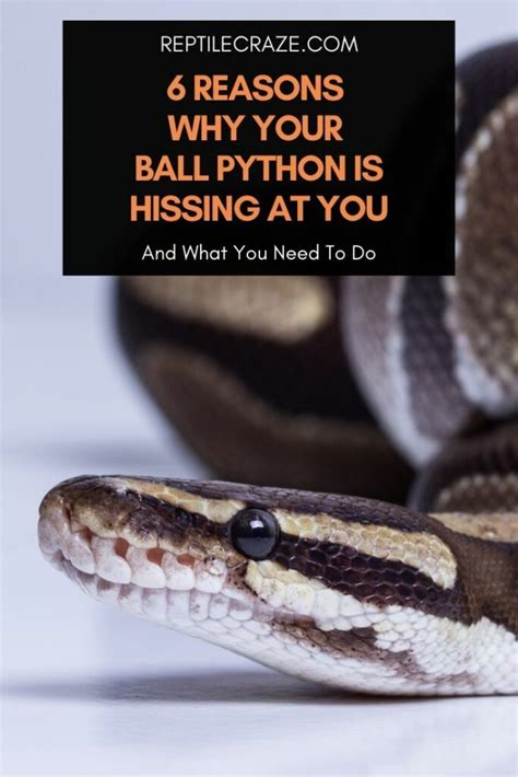 Image result for Python Hissing