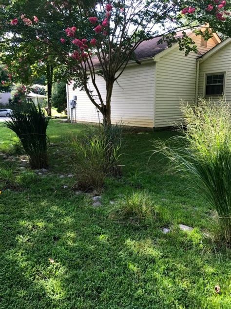 Native Plant Landscape Design 的图像结果