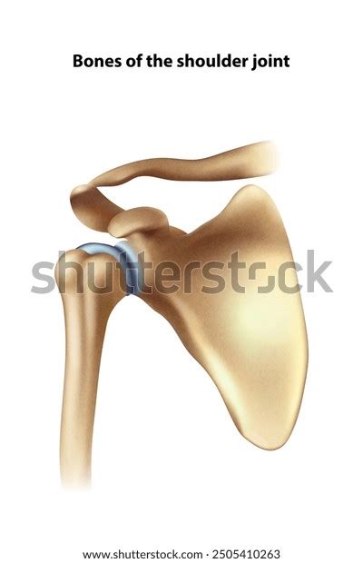 Image result for Shoulder Anatomy Animated Tutorial