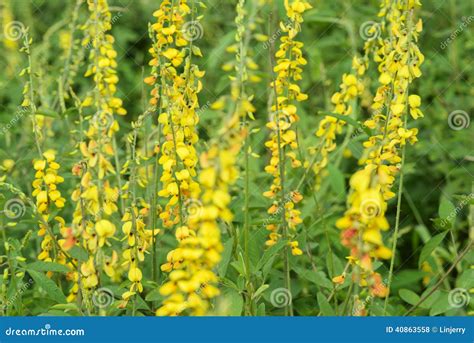 Fabaceae flower stock photo. Image of landscape, green - 40863558
