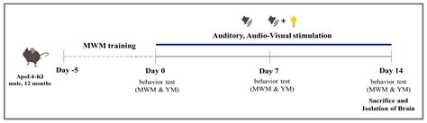 Auditory or Audiovisual Stimulation Ameliorates Cognitive Impairment ...