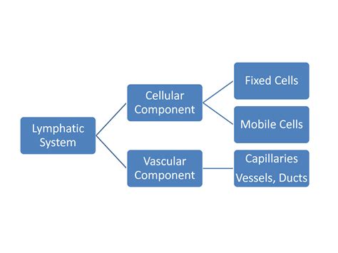 Basic Function of Lymphatic System 的图像结果